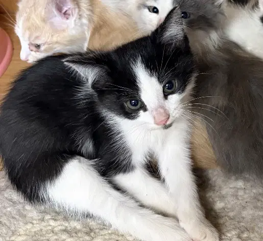 Tango - Domestic Short Hair