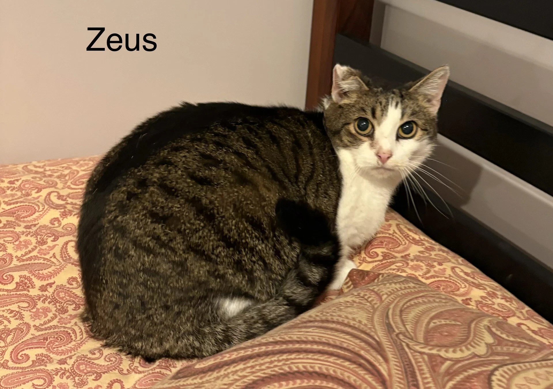 Zues