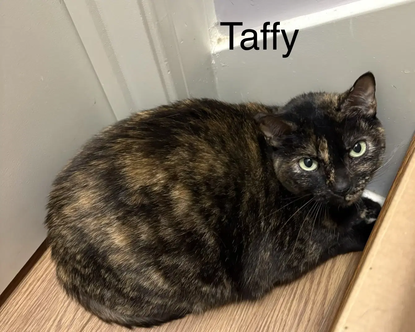 Taffy - Tortoiseshell