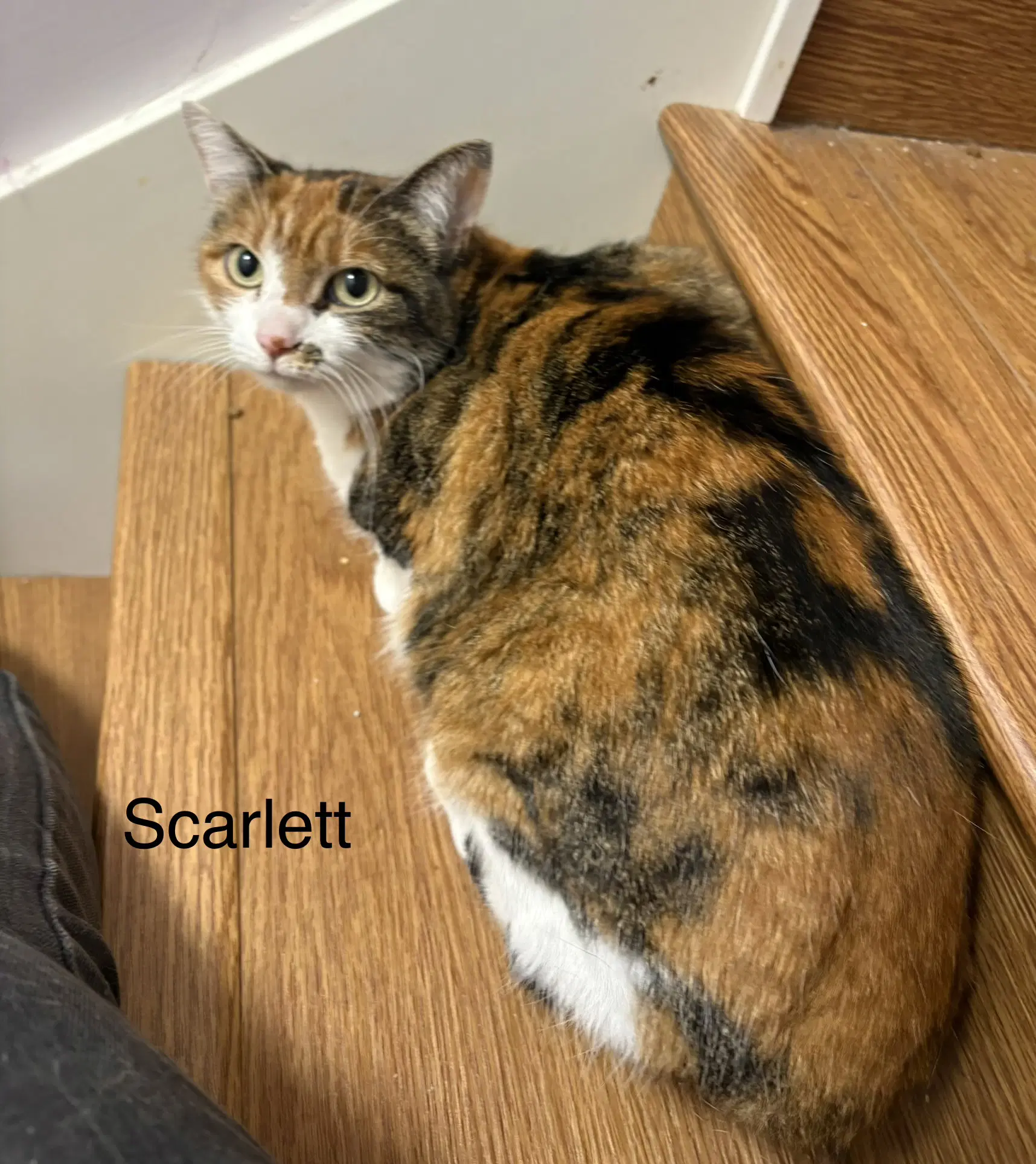 Scarlett - Calico