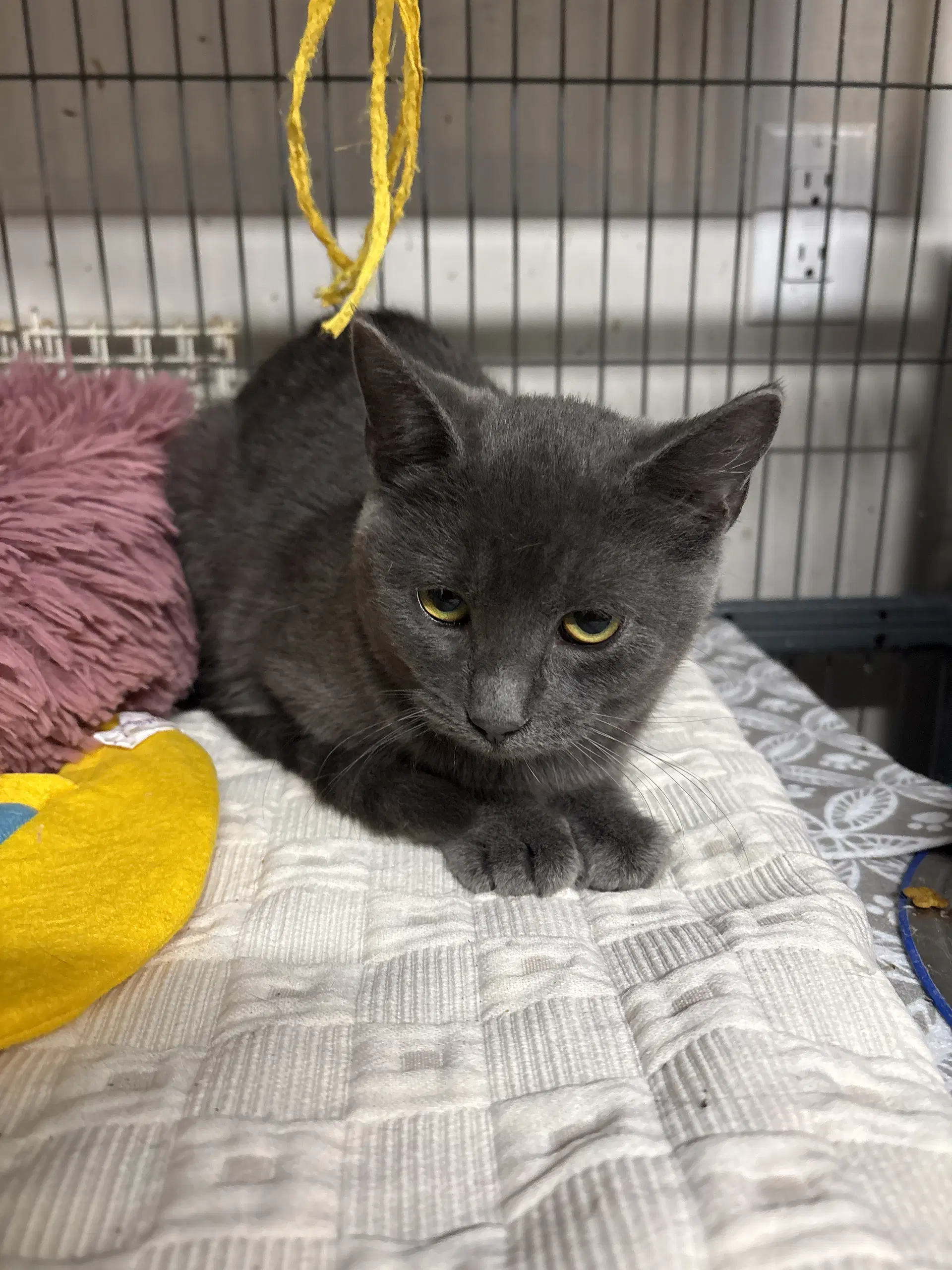 Misty - Domestic Short Hair