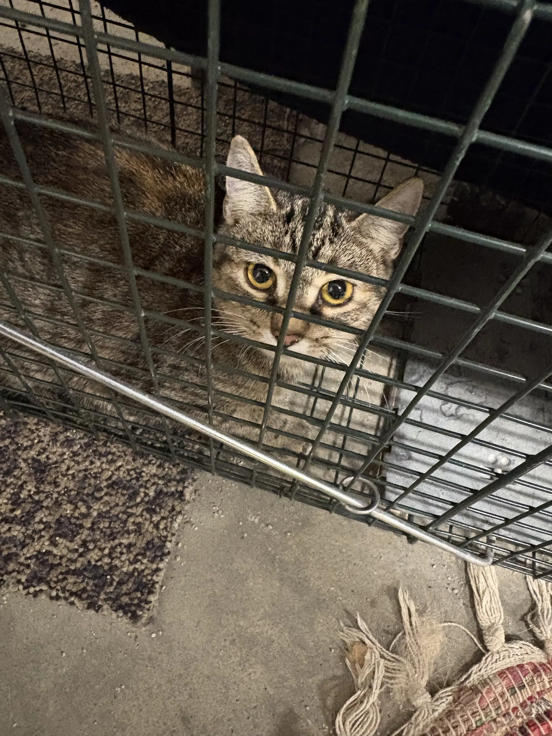 Whiskey - Domestic Short Hair