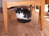 Slinky/carmen