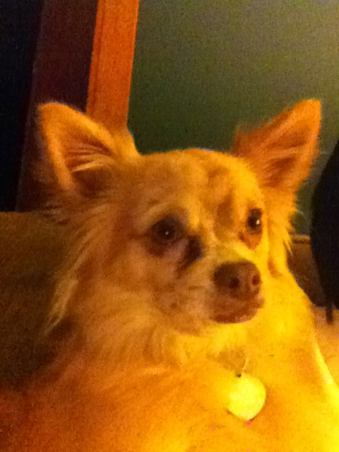 Huxley/tammy