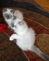 Millie & Minnie/tracy