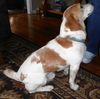 Buddy/tracy
