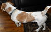Buddy/tracy
