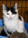 KITTENS!!!!/marina