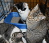 KITTENS!!!!/marina