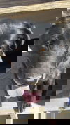 Blackie/COURTESY POSTING