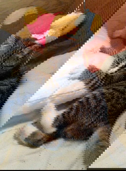 Socks/KK