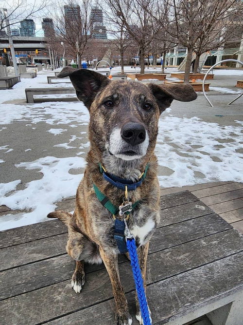 Piper, an adoptable Labrador Retriever in Toronto, ON