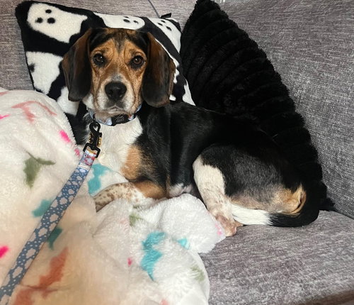 Holly, an adoptable Beagle in Toronto, ON