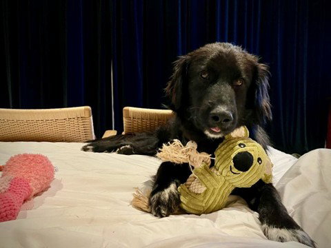Karti, Retriever
