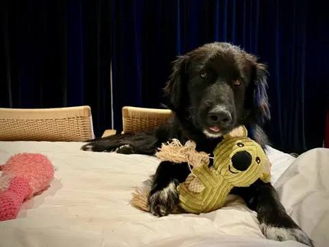 Karti - Retriever