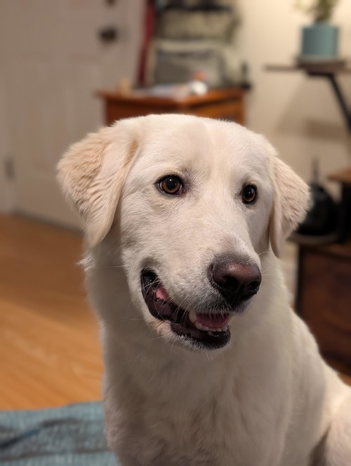 Emma, an adoptable Retriever in Toronto, ON
