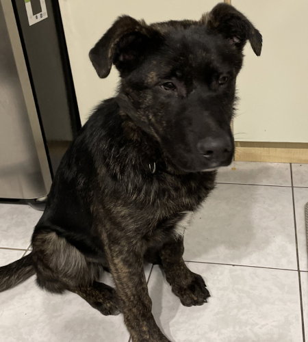 Tala, an adoptable Labrador Retriever in Toronto, ON