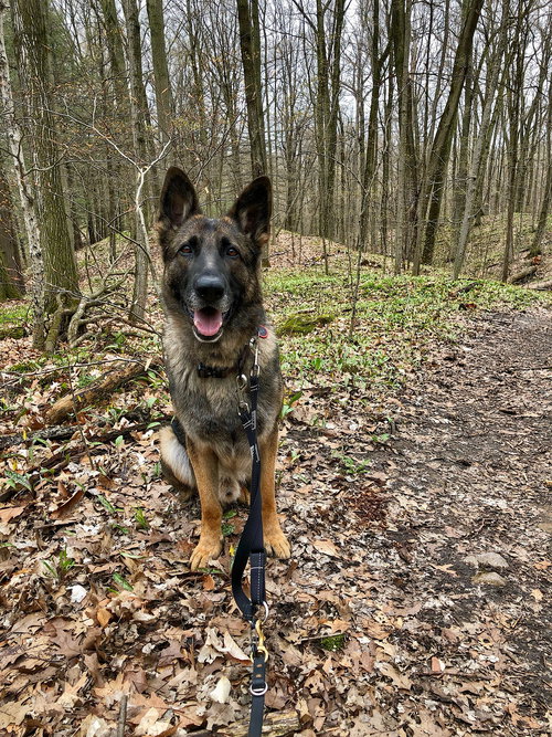 Nick, an adoptable German Shepherd Dog in Toronto, ON