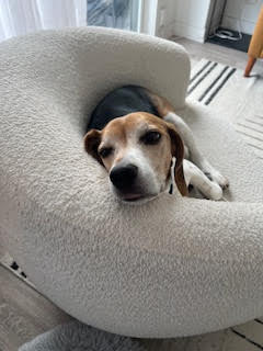 Charlie, an adoptable Beagle in Toronto, ON