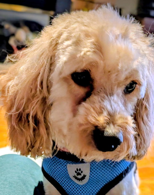 Matty, an adoptable Poodle in Toronto, ON