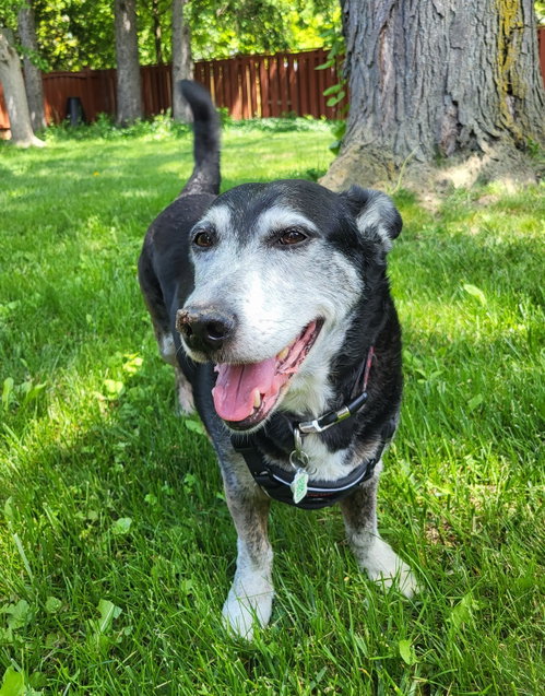 Ricky, a dog for adoption from Speaking of Dogs Rescue