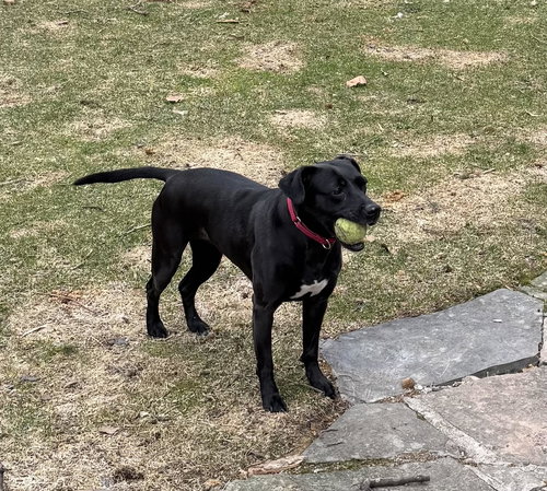 Maggie, an adoptable Black Labrador Retriever in Toronto, ON