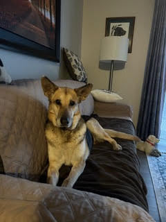 Patty, an adoptable Shepherd in Toronto, ON