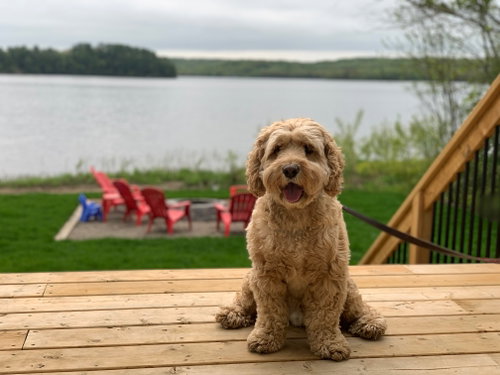 Leo, an adoptable Poodle in Toronto, ON