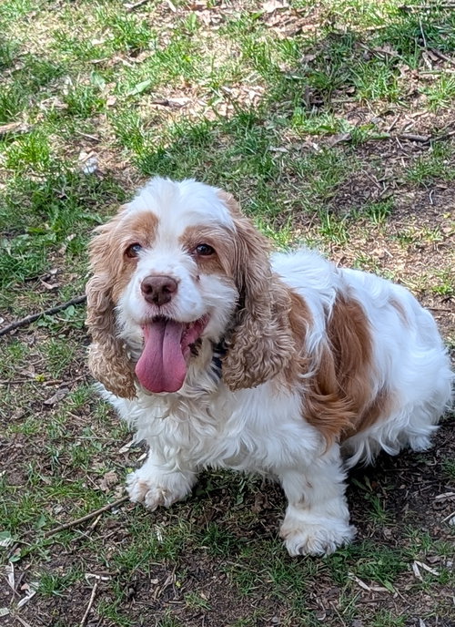 Misty, an adoptable Cocker Spaniel in Toronto, ON