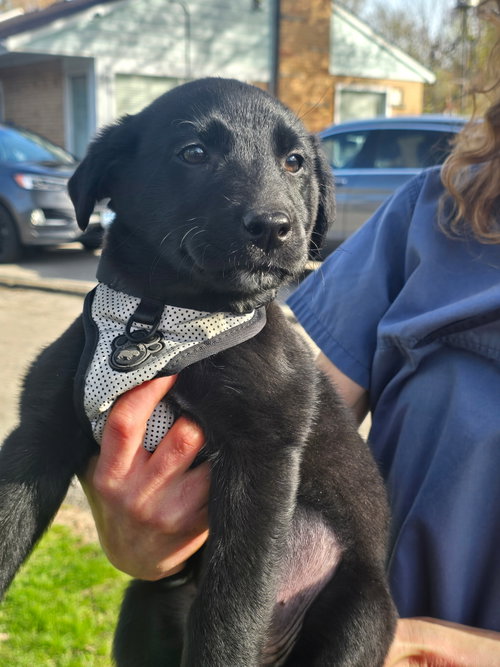 Janey, an adoptable Black Labrador Retriever in Toronto, ON