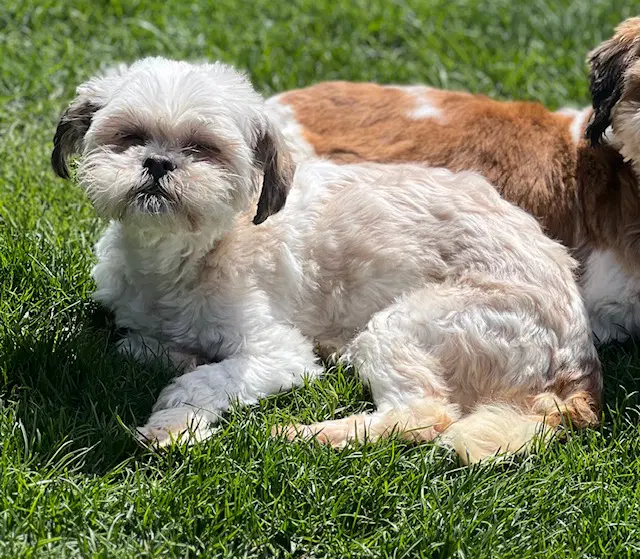 April - Shih Tzu