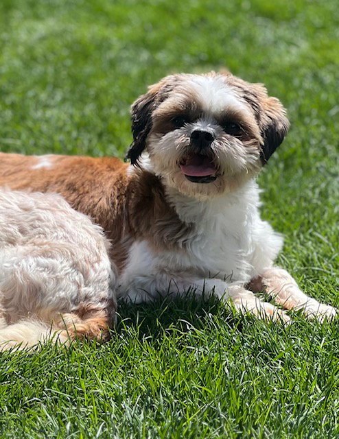 Violet, an adoptable Shih Tzu in Toronto, ON