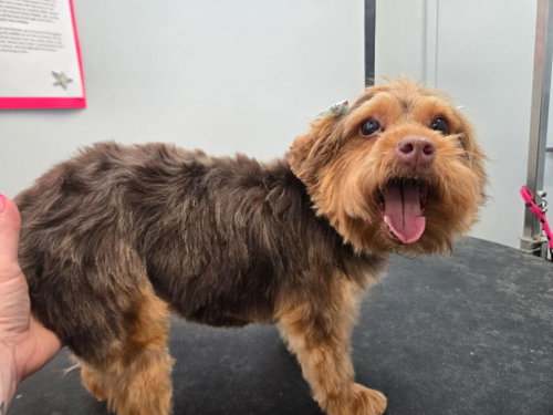 Aria, an adoptable Terrier in Toronto, ON