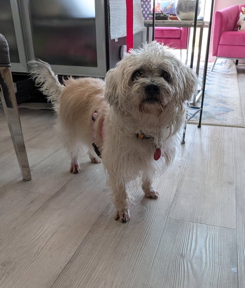 Bella, an adoptable Terrier in Toronto, ON
