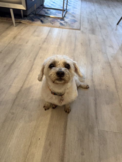 Bella, photo 6
