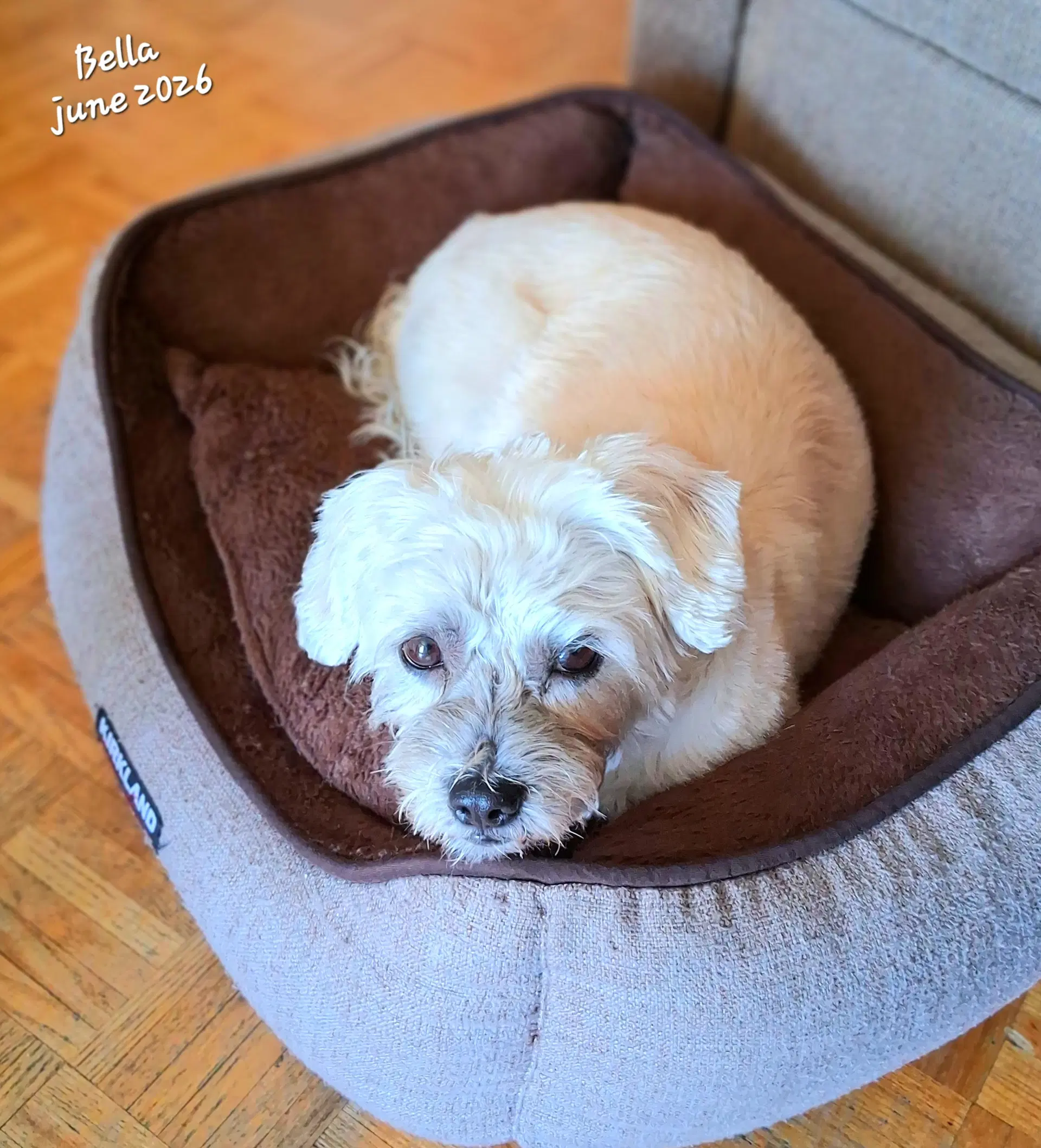 Bella - Terrier