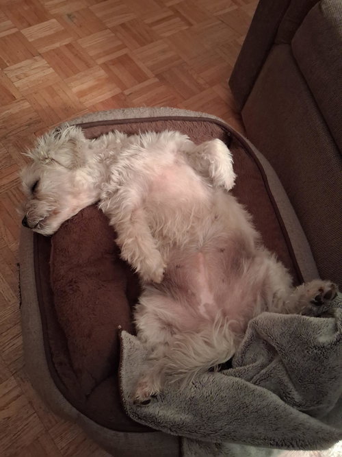 Bella, photo 5