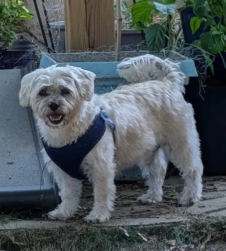 Bella image 2