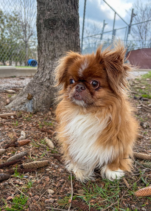 Milo, an adoptable Pekingese in Toronto, ON