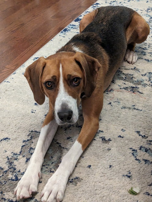 Coco, an adoptable Foxhound in Toronto, ON