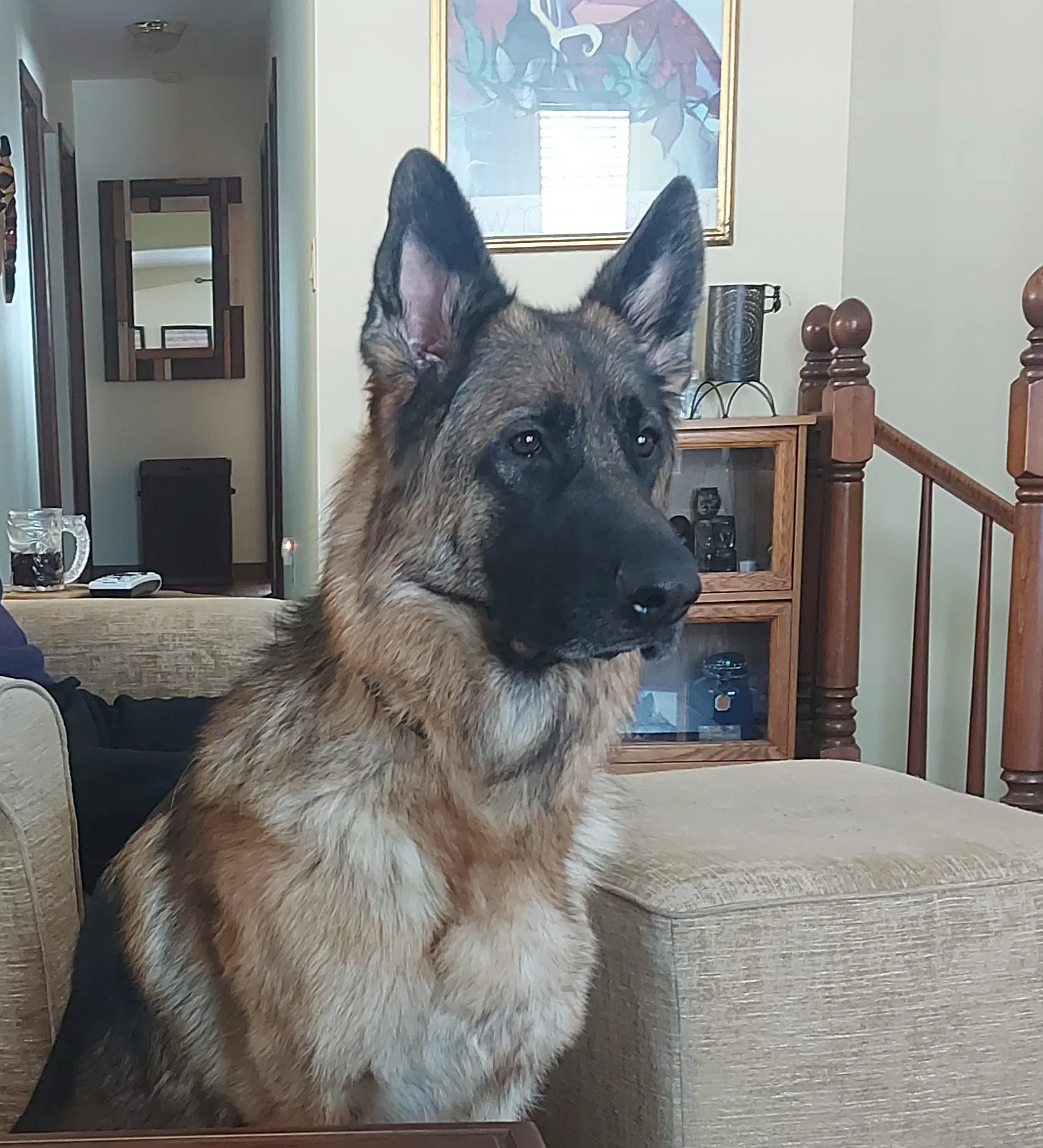 Ruby - German Shepherd Dog