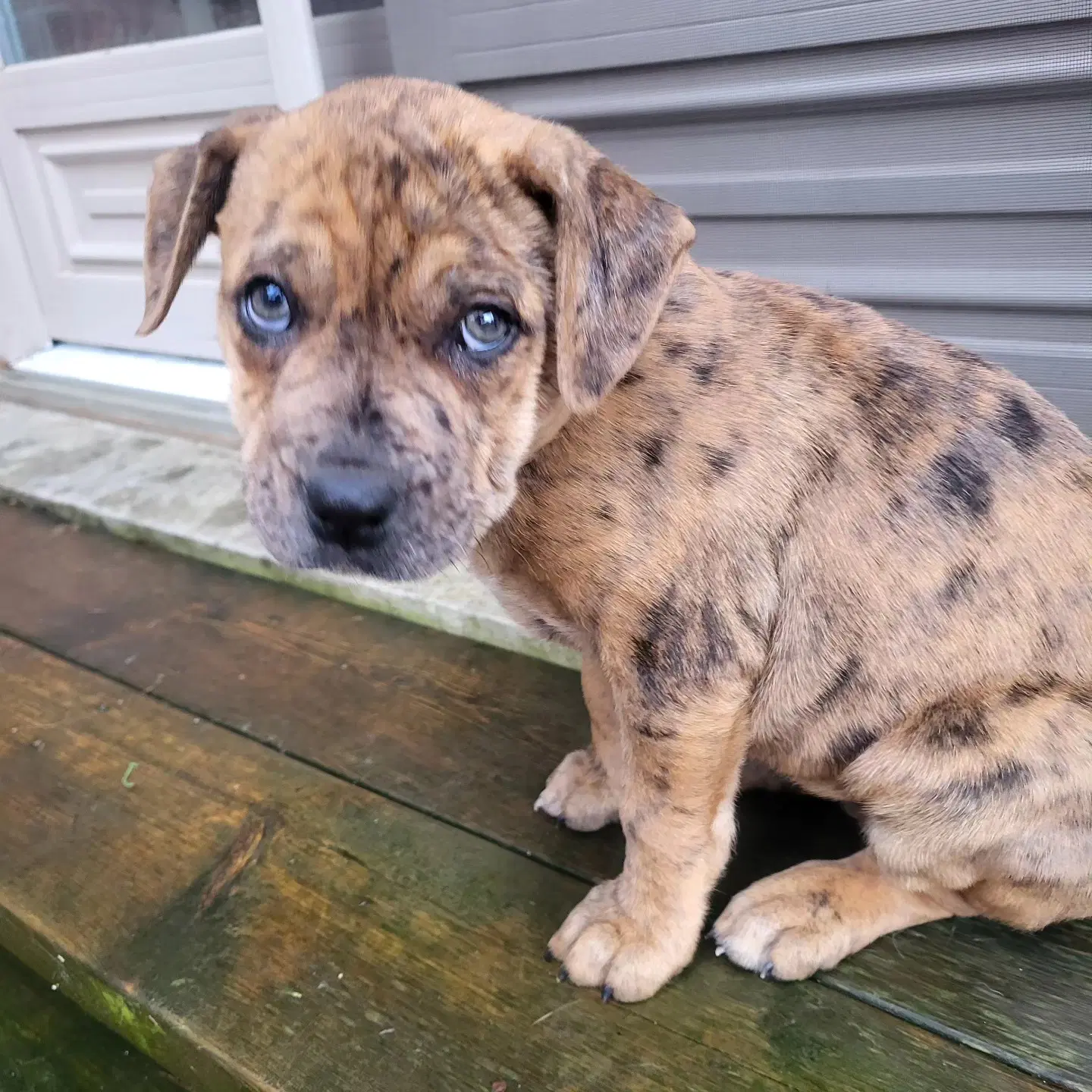 Sophie - Catahoula Leopard Dog