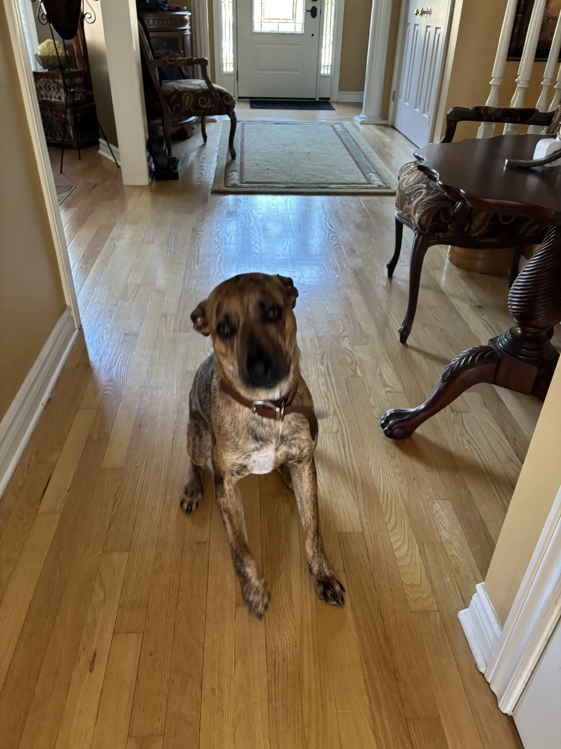 Sophie image 2