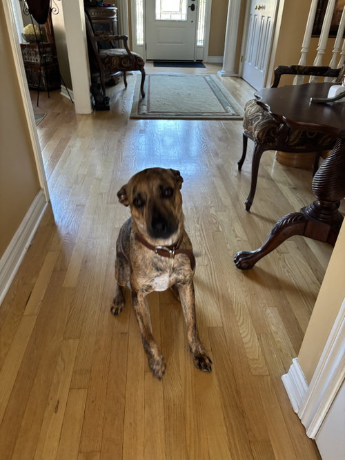 Sophie, an adoptable Catahoula Leopard Dog in Toronto, ON