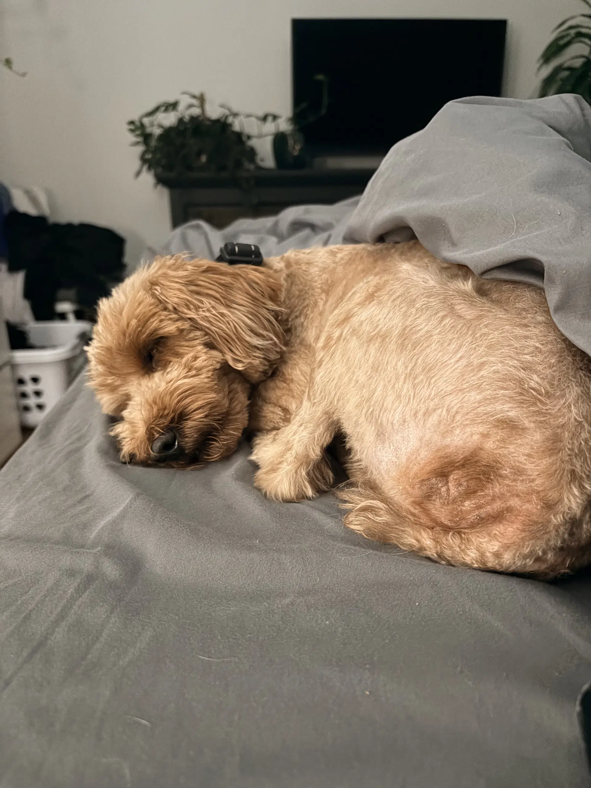 Honey image 2