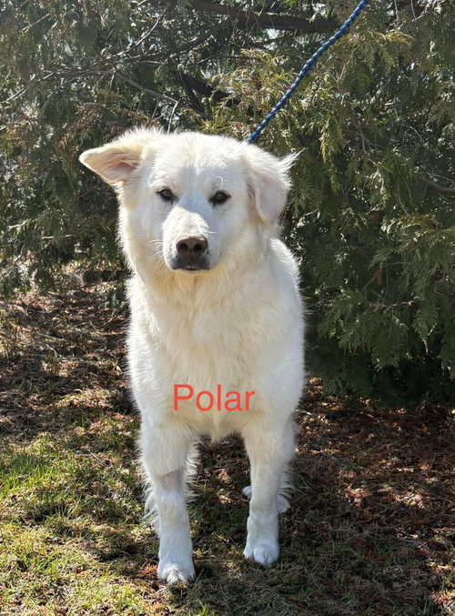 Polar