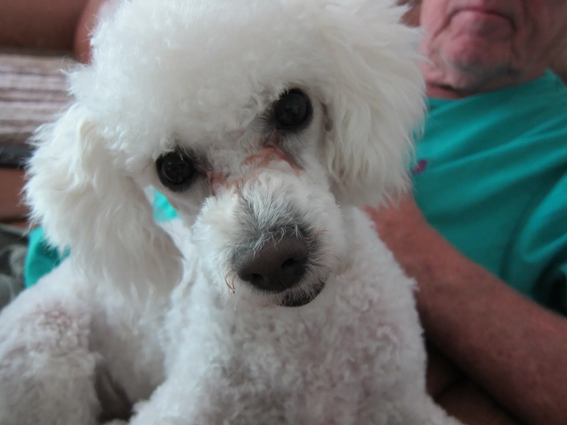 Leo - Poodle (Miniature)