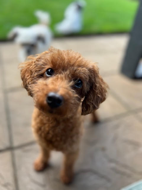 Sienna, an adoptable Poodle in Toronto, ON