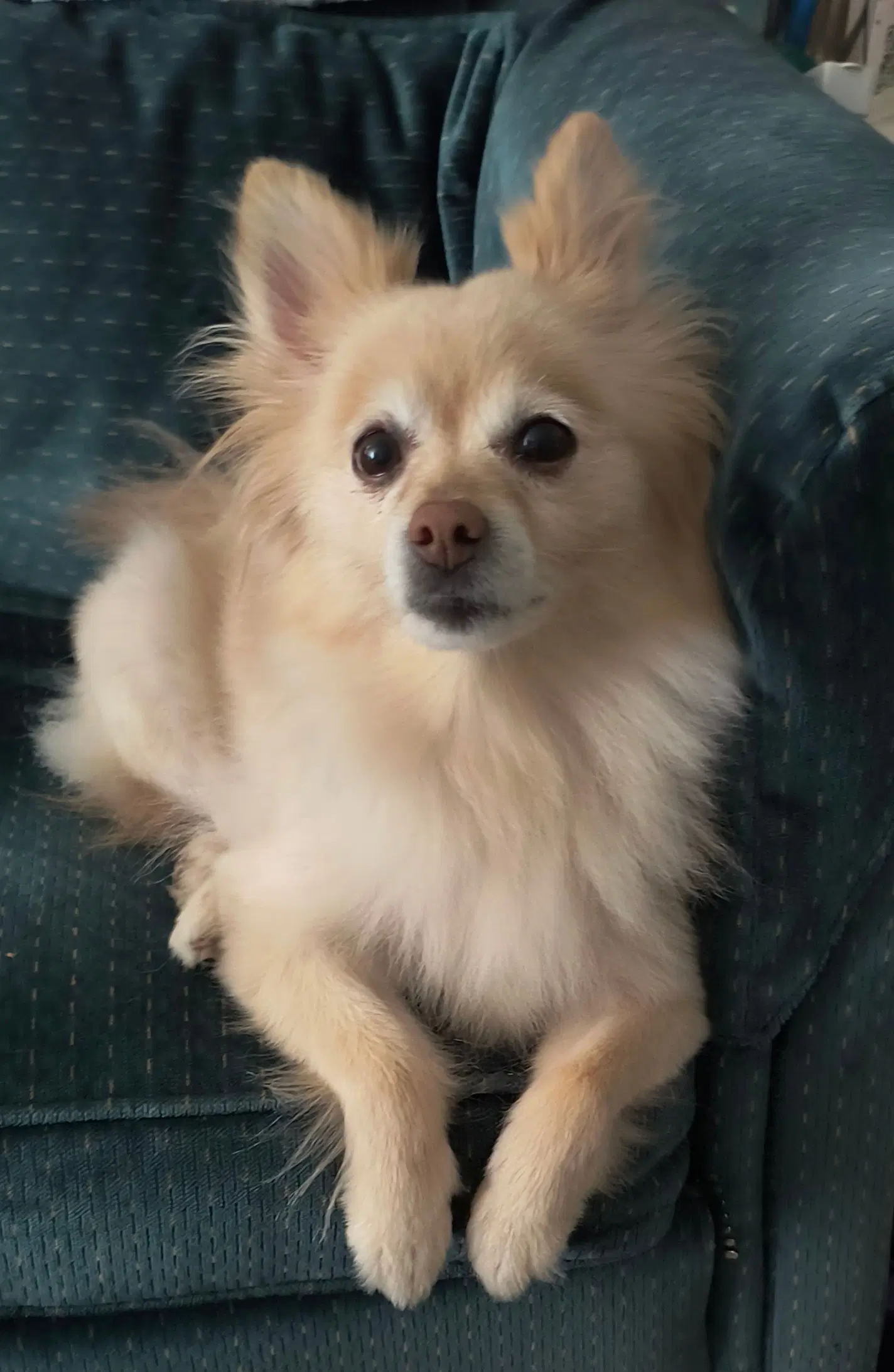 Jager Jag - Pomeranian