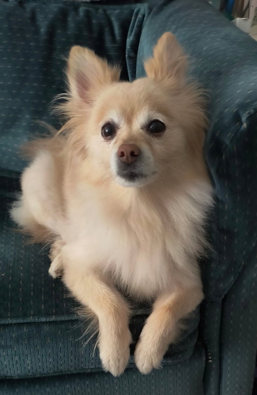Jager (Jag), an adoptable Pomeranian in Toronto, ON